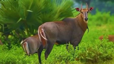 সদাইপুরে গভীর জঙ্গলে দেখা মিলল তিনটি নীলগাইয়ে