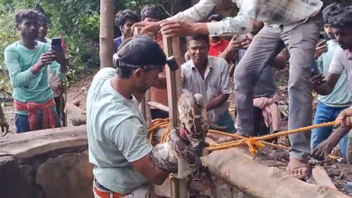 হেতমপুর রাজবাড়ীতে একটি পূর্ণবয়স্ক ৯ ফুটের অজগর উদ্ধার