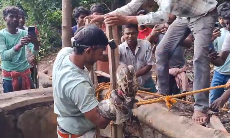 হেতমপুর রাজবাড়ীতে একটি পূর্ণবয়স্ক ৯ ফুটের অজগর উদ্ধার