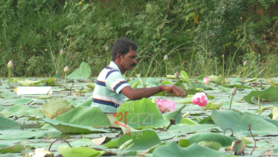 পদ্মফুলের চাহিদা পূরণে দিনরাত পরিশ্রম করে যাচ্ছেন পদ্মচাষীরা