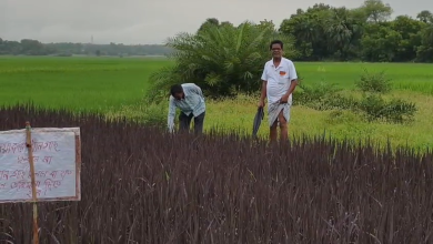 ব্ল্যাক রাইস চাষে চমক, নজর কেড়েছেন কৃষক উত্তম পাত্র
