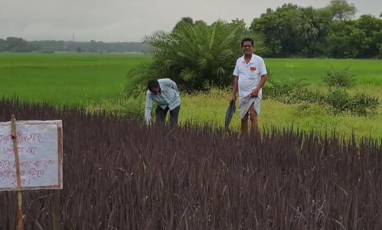 ব্ল্যাক রাইস চাষে চমক, নজর কেড়েছেন কৃষক উত্তম পাত্র